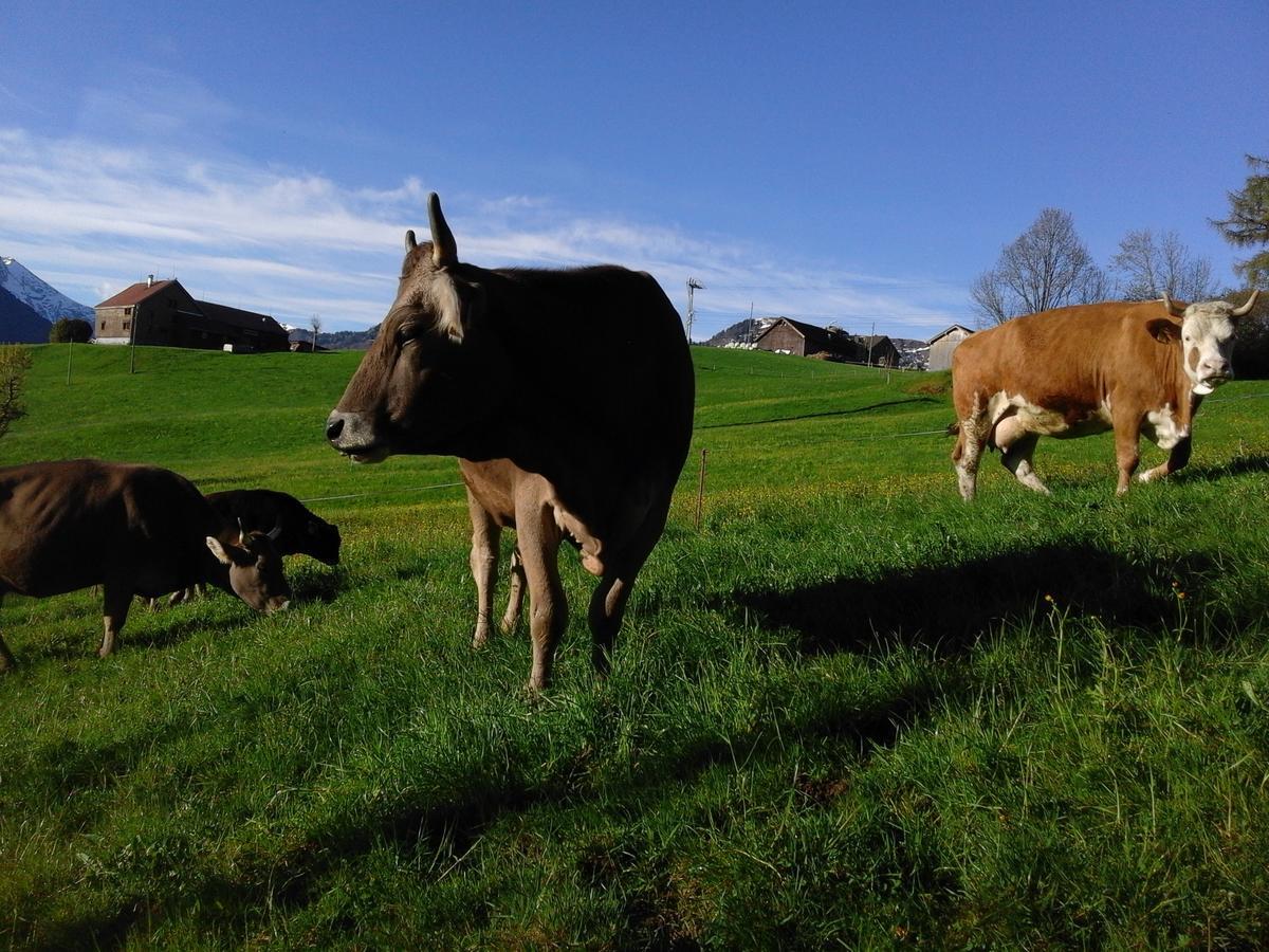 Appartamento Klein Aber Fein Urnäsch Esterno foto